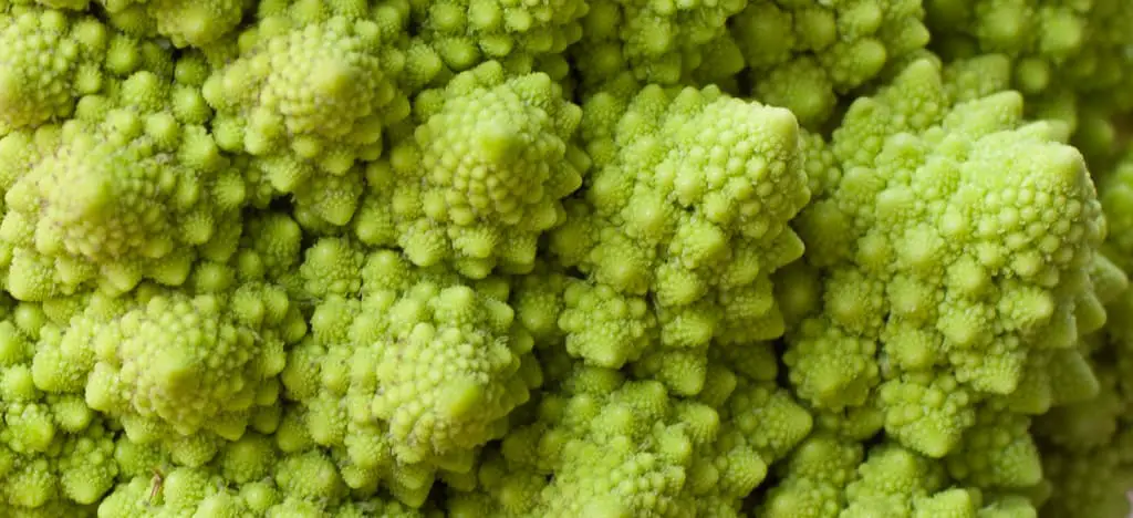 Super closeup view of the fractal points of the romanesco vegetable