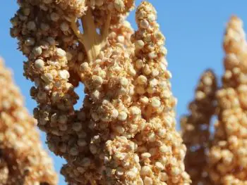 What is Quinoa and Why You Should Be Eating It