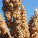 What is Quinoa and Why You Should Be Eating It