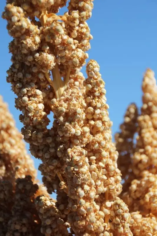 What is Quinoa and Why You Should Be Eating It