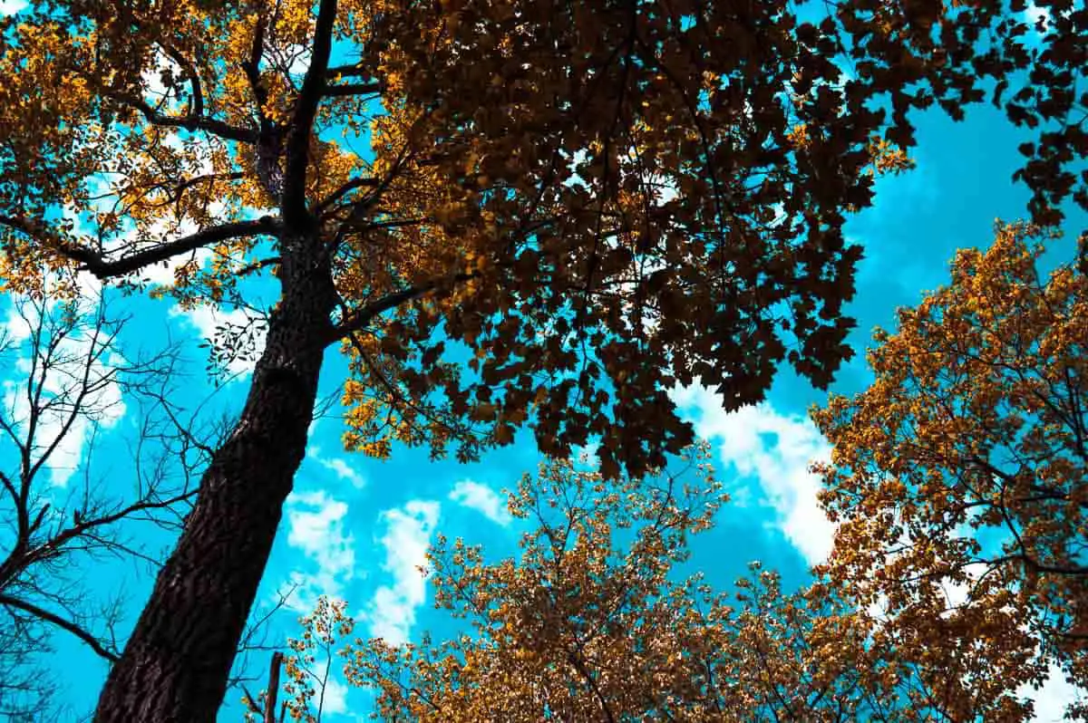 Looking up at the brown leaves of trees with a very bright teal blue sky