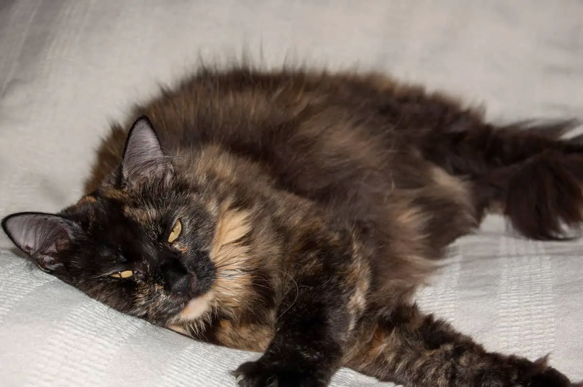 long haired cat laying on a blanket and looking sleepy