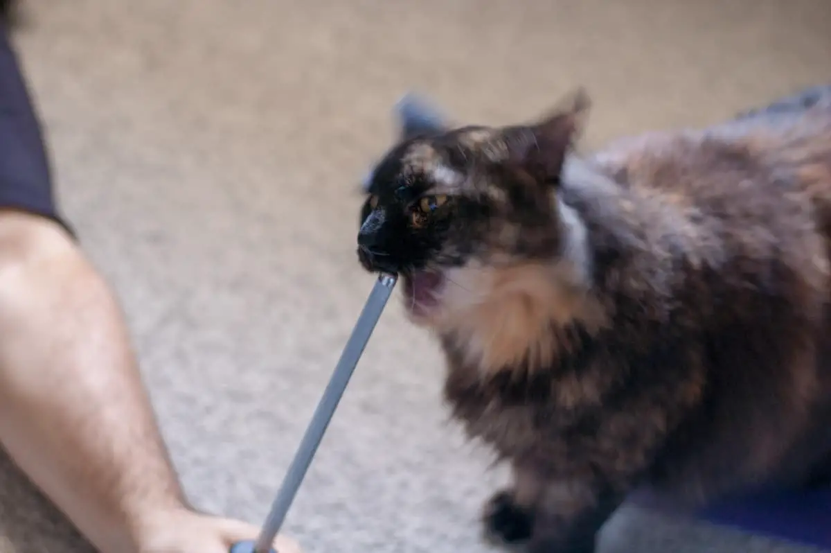 Long haired cat trying to bite a knife sharpener.
