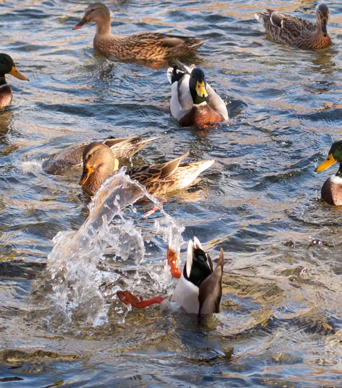 Ducks swimming in a lake with one diving into the water