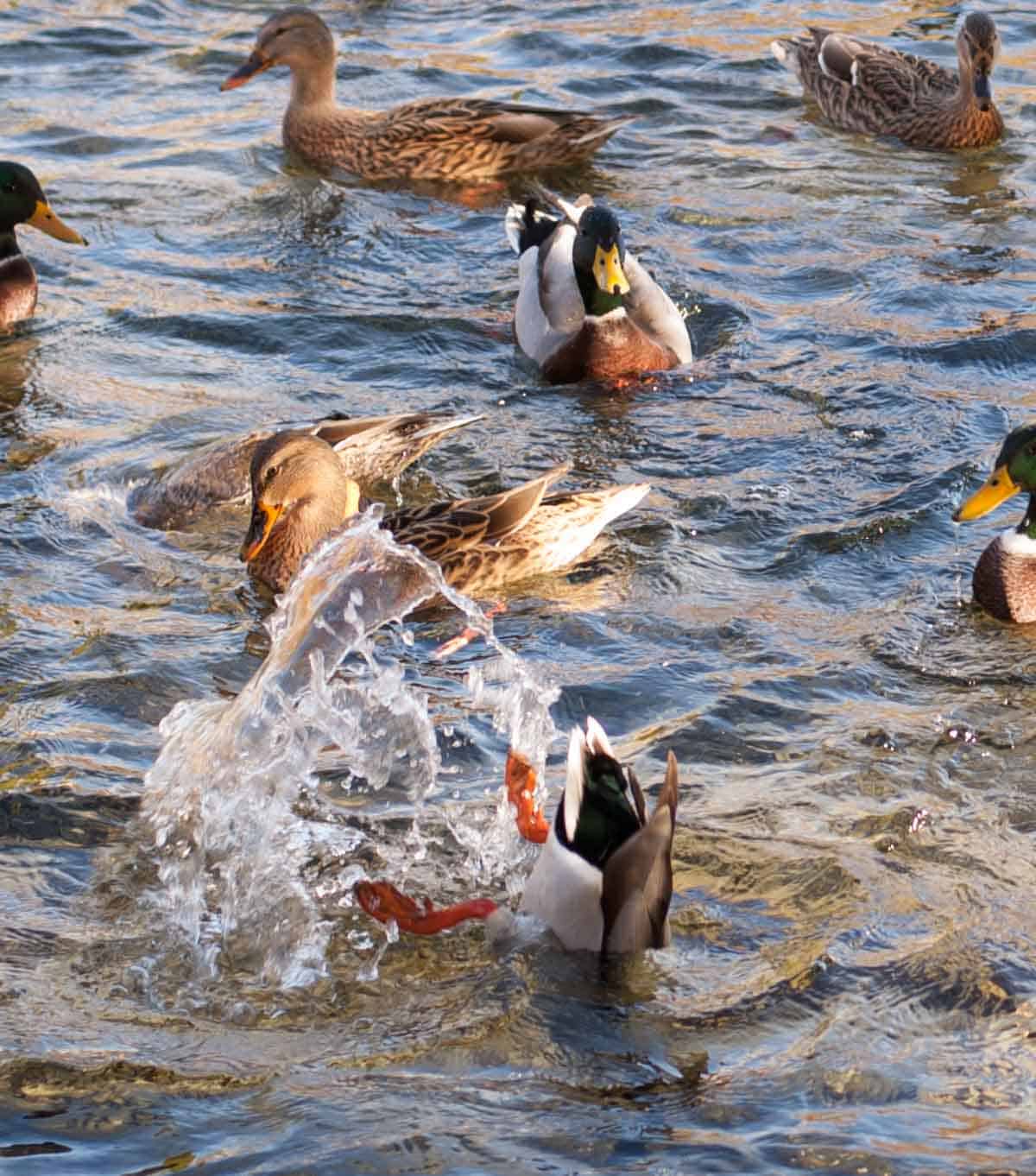 Ducks swimming in a lake with one diving into the water