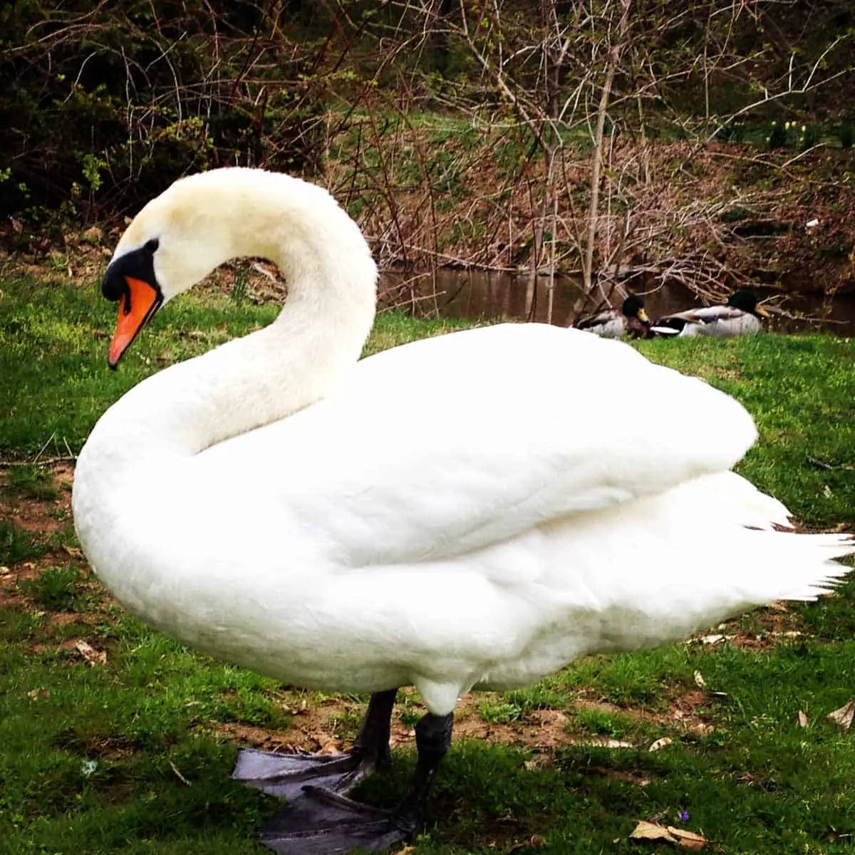 A white swan near a creek with some ducks in the background