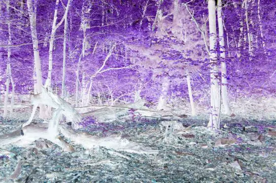 teal and purple abstract photo of a forest